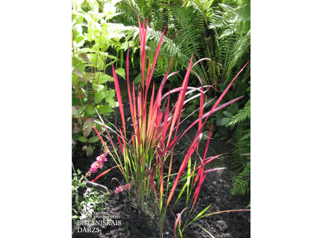 Imperata cylindrica   'Red Baron'